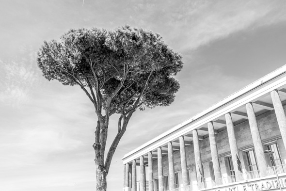 Roman trees